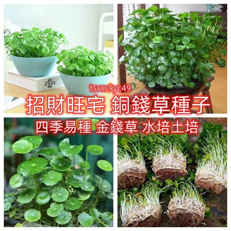 銅錢草陽台|陽台種什麼植物風水好？輕鬆打造開運好風水 